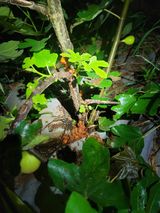 팜모닝 기타작물·병해충상담 게시글 이미지