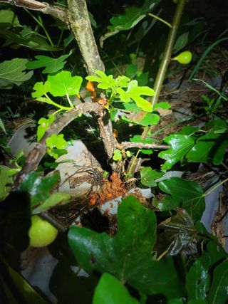 미날기미(김원영)님의 기타작물 · 병해충상담 작성글 사진