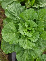 팜모닝 배추·병해충상담 게시글 이미지