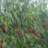 팜모닝 고추·병해충상담 게시글 이미지