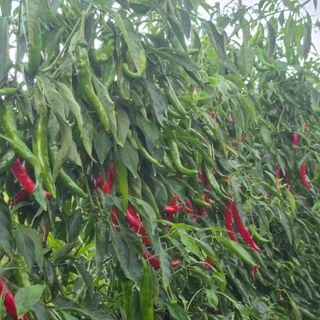 박흠님의 고추 · 병해충상담 작성글 사진