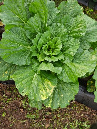 봉좌산님의 배추 · 병해충상담 작성글 사진