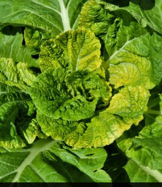 윤영순님의 배추 · 병해충상담 작성글 사진