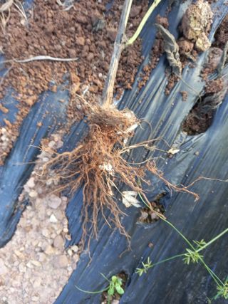 전진욱님의 들깨 · 병해충상담 작성글 사진