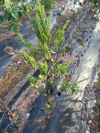 전진욱님의 들깨 · 병해충상담 작성글 사진