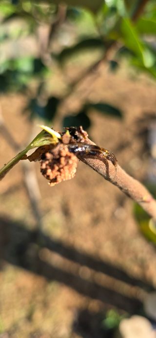 민우님의 감 · 병해충상담 작성글 사진