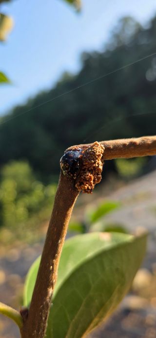 민우님의 감 · 병해충상담 작성글 사진