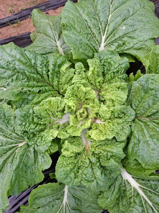 초보굴백이님의 배추 · 병해충상담 작성글 사진