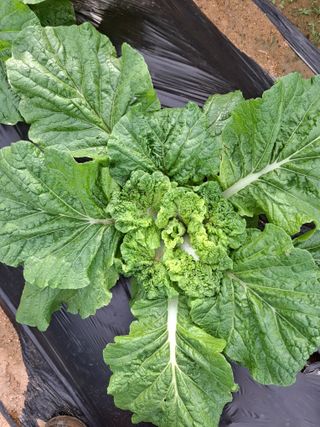 초보굴백이님의 배추 · 병해충상담 작성글 사진