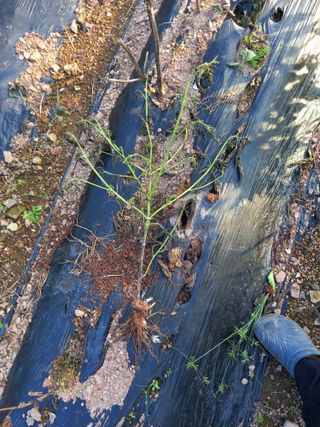 전진욱님의 들깨 · 병해충상담 작성글 사진