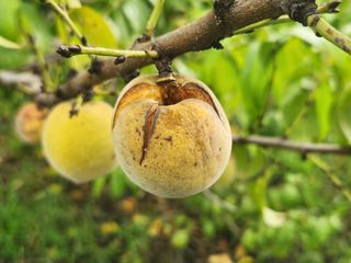 귤13740님의 복숭아 · 병해충상담 작성글 사진