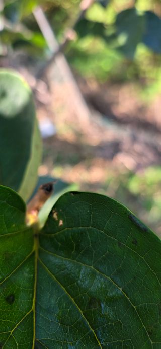 민우님의 감 · 병해충상담 작성글 사진