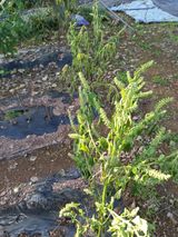 팜모닝 들깨·병해충상담 게시글 이미지