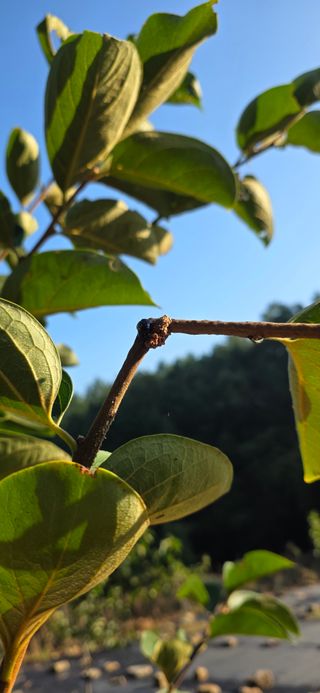 민우님의 감 · 병해충상담 작성글 사진