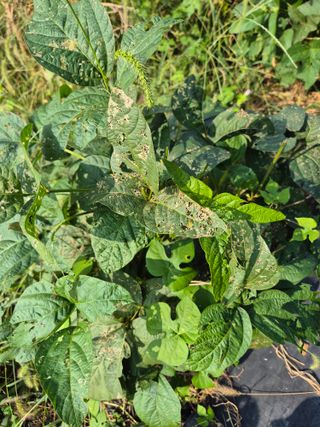 이상열님의 콩 · 병해충상담 작성글 사진