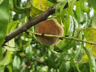 귤13740님의 복숭아 · 병해충상담 작성글 사진