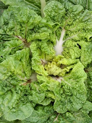 초보굴백이님의 배추 · 병해충상담 작성글 사진