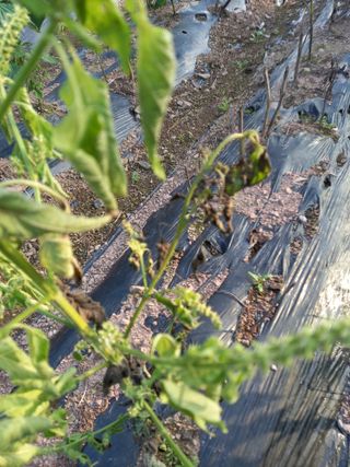 전진욱님의 들깨 · 병해충상담 작성글 사진