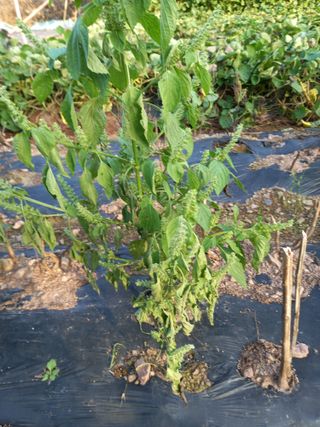 전진욱님의 들깨 · 병해충상담 작성글 사진