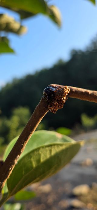 민우님의 감 · 병해충상담 작성글 사진