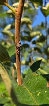 팜모닝 감·병해충상담 게시글 이미지