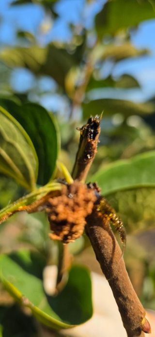 민우님의 감 · 병해충상담 작성글 사진