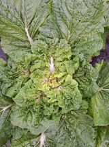 팜모닝 배추·병해충상담 게시글 이미지