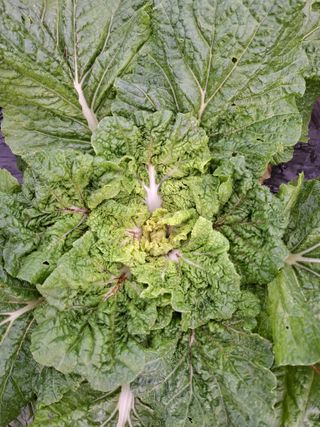 초보굴백이님의 배추 · 병해충상담 작성글 사진