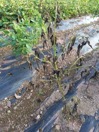전진욱님의 들깨 · 병해충상담 작성글 사진