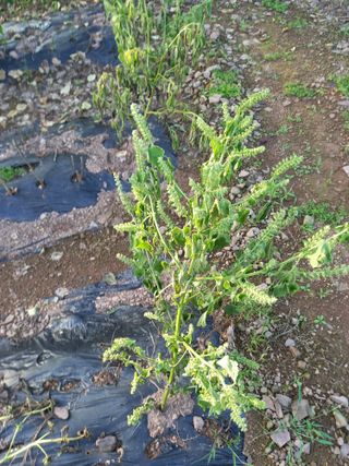 전진욱님의 들깨 · 병해충상담 작성글 사진