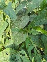 팜모닝 콩·병해충상담 게시글 이미지