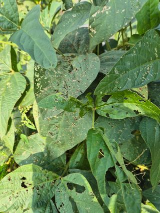 이상열님의 콩 · 병해충상담 작성글 사진