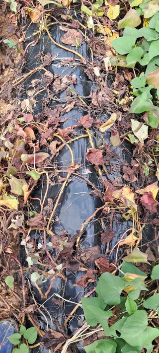 황민수님의 고구마 · 병해충상담 작성글 사진