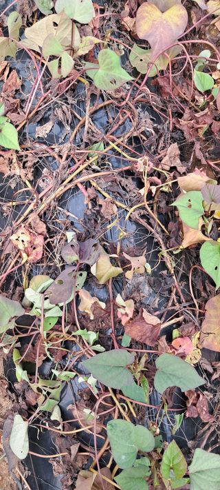 황민수님의 고구마 · 병해충상담 작성글 사진