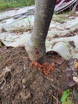 팜모닝 복숭아·병해충상담 게시글 이미지