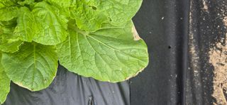 초보농부님의 배추 · 병해충상담 작성글 사진