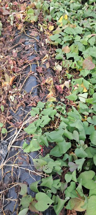 황민수님의 고구마 · 병해충상담 작성글 사진