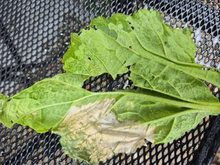 마산쌀재골체리님의 배추 · 병해충상담 작성글 사진