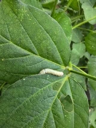 조용오님의 콩 · 병해충상담 작성글 사진