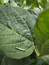 팜모닝 콩·병해충상담 게시글 이미지