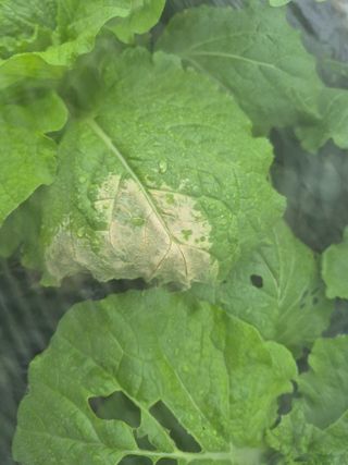 마산쌀재골체리님의 배추 · 병해충상담 작성글 사진