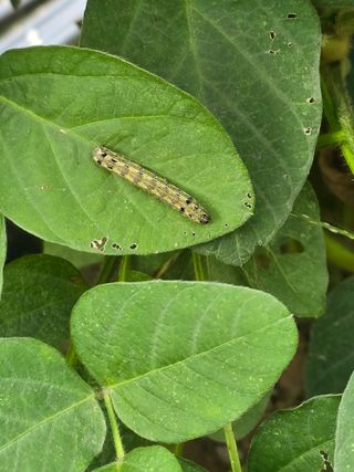 조용오님의 콩 · 병해충상담 작성글 사진
