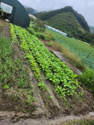 김용제 님의 배추 · 병해충상담 작성글 사진