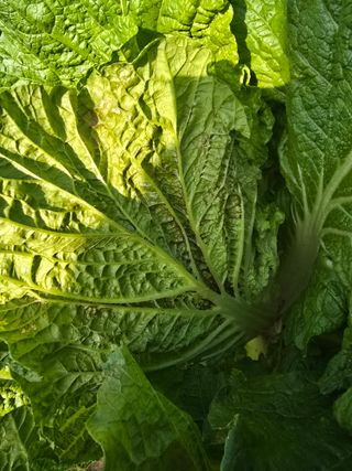 김상민님의 배추 · 병해충상담 작성글 사진