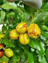 팜모닝 기타작물·병해충상담 게시글 이미지