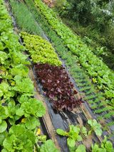 팜모닝 배추·병해충상담 게시글 이미지