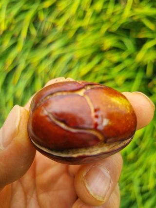 김동희님의 기타작물 · 병해충상담 작성글 사진