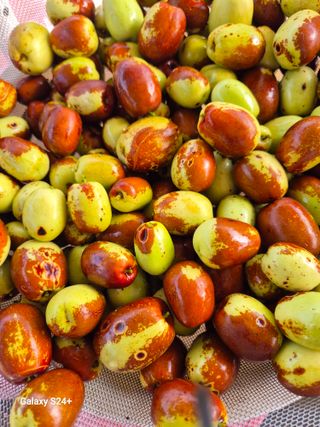 전홍열님의 기타작물 · 병해충상담 작성글 사진