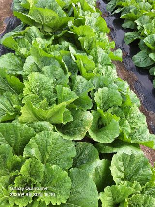 (복조리농장)김찬두님의 배추 · 병해충상담 작성글 사진