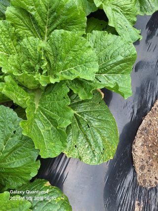 (복조리농장)김찬두님의 배추 · 병해충상담 작성글 사진